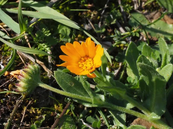 Purple rock cress (Aubrieta deltoidea) in bloom, growing on limestone Mount Hymettus, Greece in spring