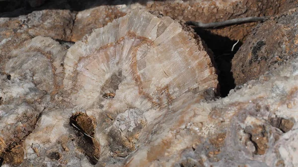 Purple rock cress (Aubrieta deltoidea) in bloom, growing on limestone Mount Hymettus, Greece in spring