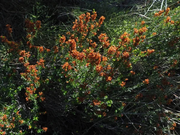 Erica manipuliflora Şubat ayında Hymettus Dağı 'nda Yunan dağ yolunda bulundu