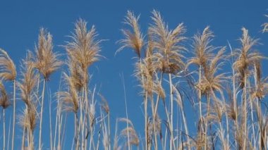 Dev sazlıklar (Arundo donax) tohum başları mavi gökyüzüne karşı hafif bir esintide sallanırlar. Arundo Donax potansiyel bir yenilenebilir biyoyakıt kaynağıdır..
