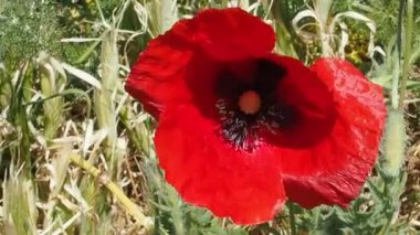 İlkbaharda tohumlu Yunan haşhaşı yakın plan