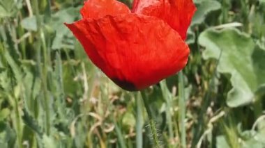 Barış sembolü, kırmızı Yunan gelinciği, Paskalya 'dan önce açan bahar.