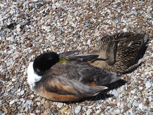 Yetişkin erkek ve dişi yaban ördekleri Yunan deniz kıyısında uyuyor.