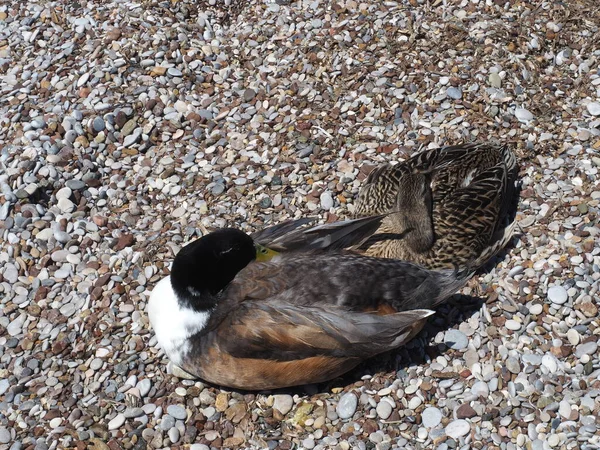 Yetişkin erkek ve dişi yaban ördekleri, Yunan deniz kıyısında uyuyorlar