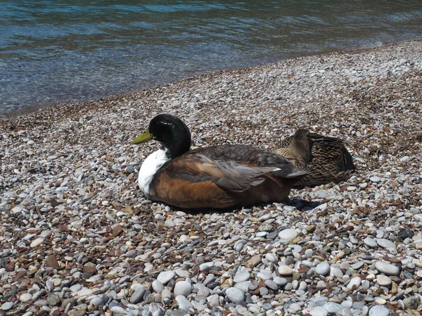 Yetişkin erkek ve dişi yaban ördekleri, Yunan deniz kıyısında uzanıyorlar. Erkek izliyor, kadın uyuyor..