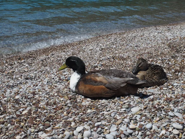 Yetişkin erkek ve dişi yaban ördekleri, Yunan deniz kıyısında uzanıyorlar. Erkek izliyor, kadın uyuyor.