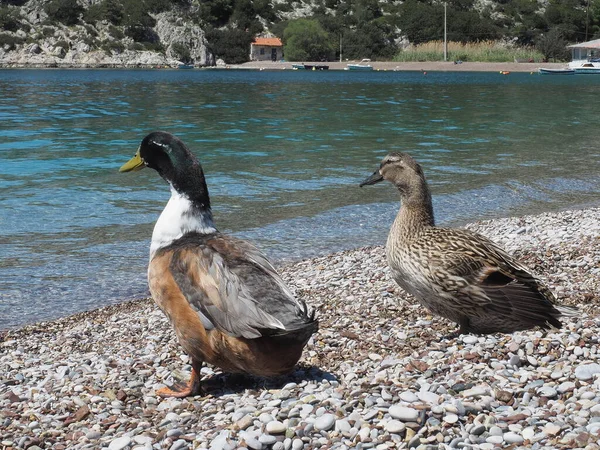 Yetişkin erkek ve dişi yaban ördekleri, Yunan deniz kıyısında duruyorlar