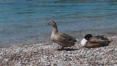 Yunanistan 'da çakıl taşlı sahilde bir çift yetişkin yaban ördeği, dişi tüyler, erkek uykuda..