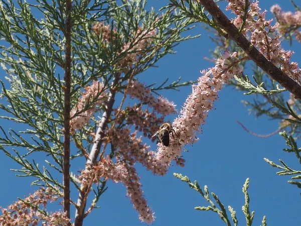 Bahar zamanı, pembe tamarisk ağacına (Tamarix Parviflora) bal arısı konacak..