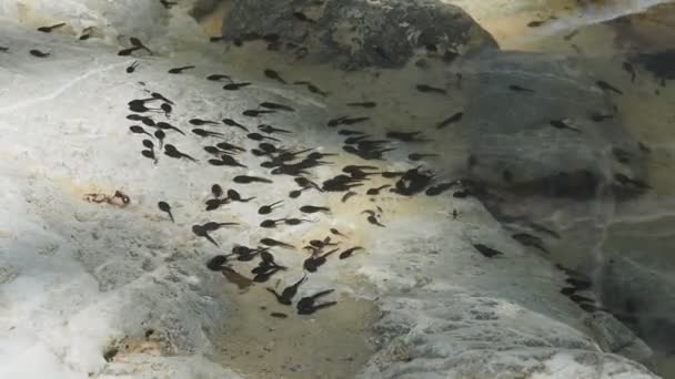 Video Cientos Renacuajos Nadando Arroyo Montaña Desfiladero Agali Evia Grecia — Vídeos de Stock