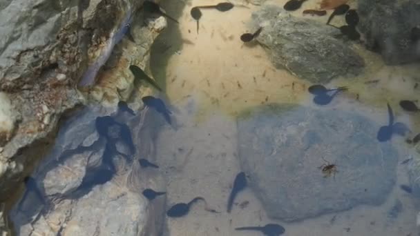 Video Tadpole Plavání Horském Potoce Agali Gorge Evia Řecko — Stock video