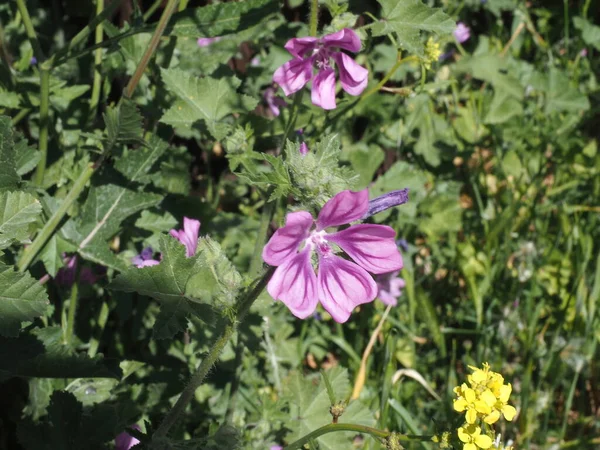 Purple flowers of common mallow (malva sylvestris) in Greek countryside in springtime