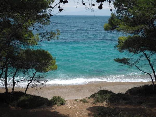 Yunanistan 'ın Korint Körfezi, Schino yakınlarındaki çam ağaçlarından dalga ve turkuaz deniz manzarası