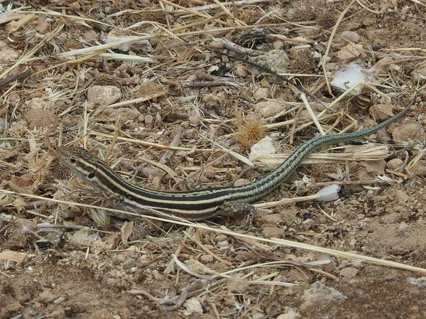 Yunanistan 'ın Nemea kentinde çimlerin üzerinde sürünen yetişkin erkek Mora duvar kertenkelesi