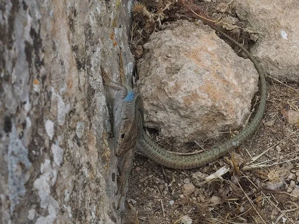 Yunanistan 'ın Nemea kentindeki kayaların etrafında sürünen yetişkin erkek Mora duvar kertenkelesi