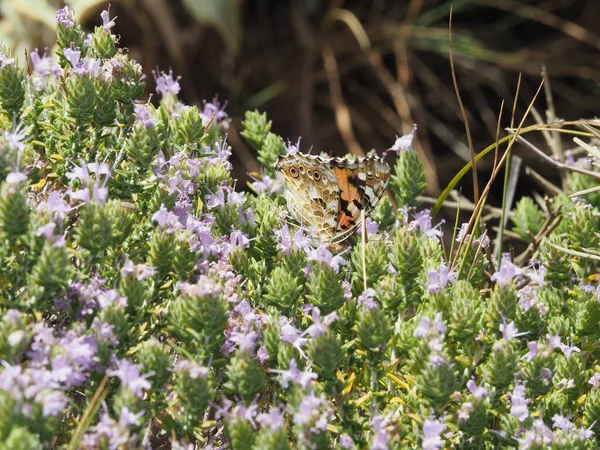 Cavo Malea yakınlarındaki Moreloponnese 'de bulunan kekik çiçeğinin üzerine boyanmış Lady Butterfly (Vanessa cardui)