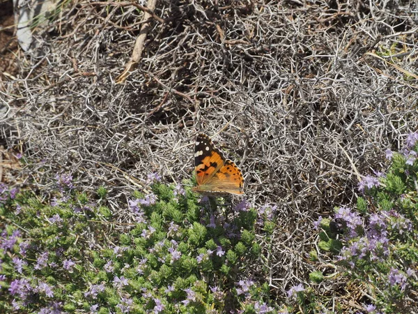 Cavo Malea yakınlarındaki Moreloponnese 'de bulunan kekik çiçeğinin üzerine boyanmış Lady Butterfly (Vanessa cardui)