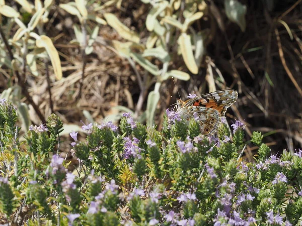 Cavo Malea yakınlarındaki Moreloponnese 'de bulunan kekik çiçeğinin üzerine boyanmış Lady Butterfly (Vanessa cardui)