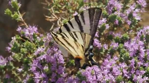 Schwalbenschwanzschmetterling Auf Bergthymian Der Nähe Von Kavo Malea Peloponnes Griechenland — Stockvideo