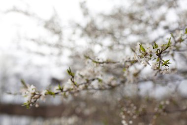 Kayısı ağacı bahar flower.blurred arka plan ve bokeh 