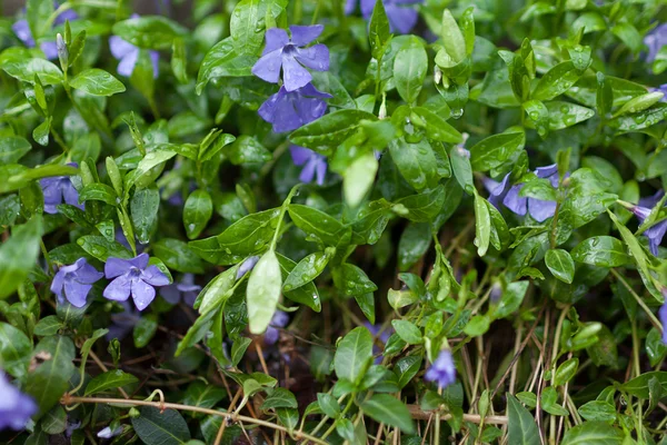 春の緑の草に小さな青い花 — ストック写真