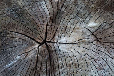 ahşap arka plan. Ahşap doku kesme ağaç gövdesi, yakın çekim