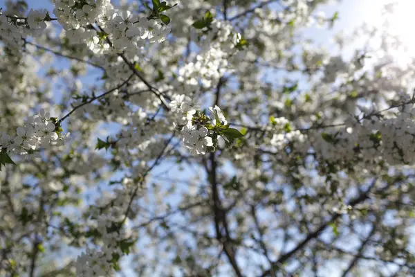 Fleur d'abricot en fleurs près de la maison — Photo