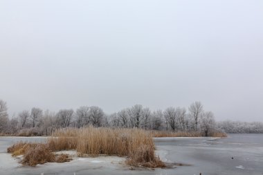 soğuk hava. Kış ormanın içinde. gölde buz