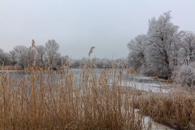 Gölde forest.ice kışın