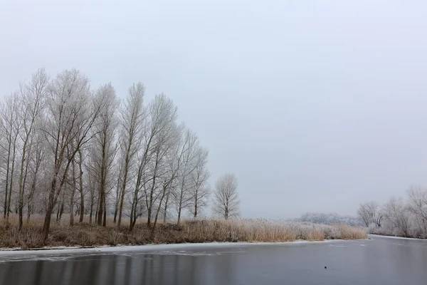 寒さ。森の冬。湖を氷します。 — ストック写真