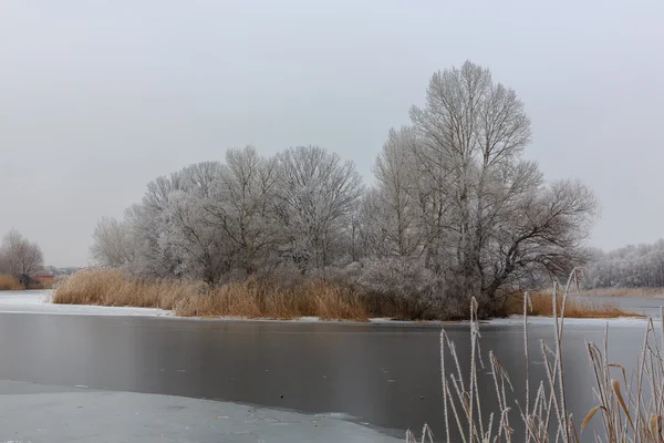 Zima v forest.ice na jezeře — Stock fotografie