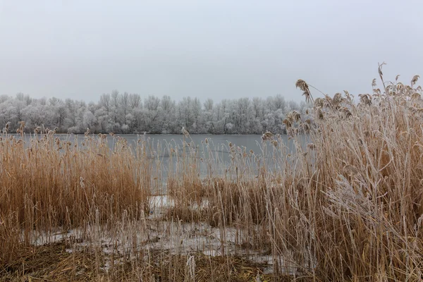 Inverno nella foresta.ice sul lago — Foto Stock