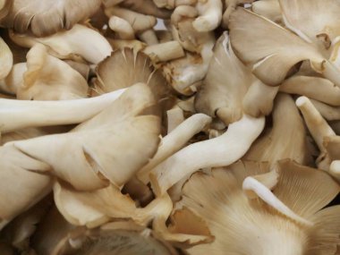 Taze mantar yakın çekim.