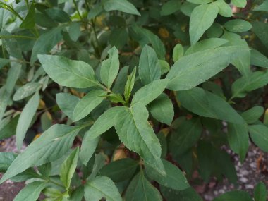 Sabahları yeşil yaprakları kapatıyoruz..