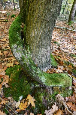 Sonbahar geliyor. Sık sık yağmur yağar ve patlar. Ağaçlar güzel renklerle boyanmıştır. Ekim 2020. Güzel manzara yapraklardan yapılmış bir yorganla kaplıdır ve ülkemiz birçok renkle oynamaya başlar..