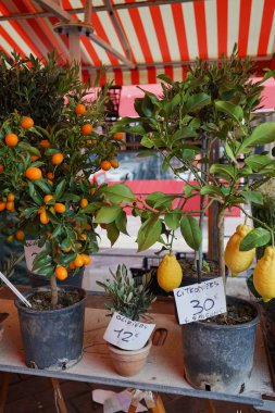 Nice, Fransa - 30 Mart 2018 - Fransa 'nın Nice şehrinin ünlü çiçek pazarı, sayısız güzel renk ve koku ile karakterize edilmiştir.                               