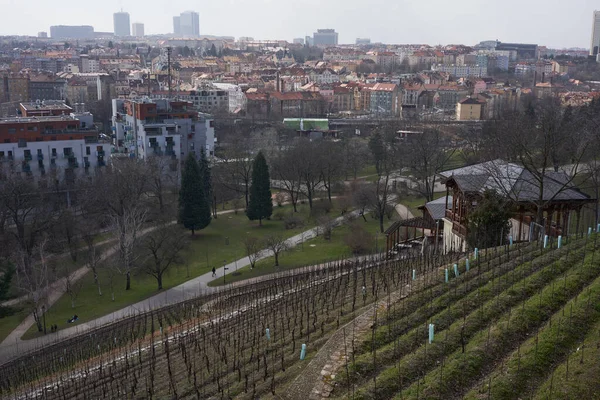    Prag, Çek Cumhuriyeti - 26 Mart 2021 - Grebovka Parkı - Romantik çardağı olan üzüm bağları dik bir yamaçta uzanır                            