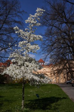  Prag, Çek Cumhuriyeti - 23 Nisan 2021 - Prag 'ın kısmen korunmuş en eski bahçesi olarak kabul edilen Vojan bahçelerinde bahar.                              