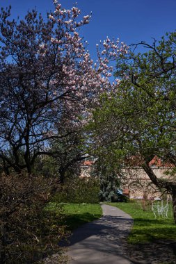 Prag, Çek Cumhuriyeti - 23 Nisan 2021 - Prag 'ın kısmen korunmuş en eski bahçesi olarak kabul edilen Vojan bahçelerinde bahar.                               