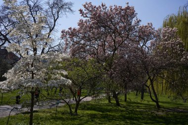  Prag, Çek Cumhuriyeti - 23 Nisan 2021 - Prag 'ın kısmen korunmuş en eski bahçesi olarak kabul edilen Vojan bahçelerinde bahar.                              