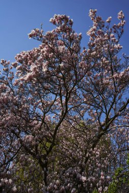 Prag, Çek Cumhuriyeti - 23 Nisan 2021 - Prag 'ın kısmen korunmuş en eski bahçesi olarak kabul edilen Vojan bahçelerinde bahar.                               