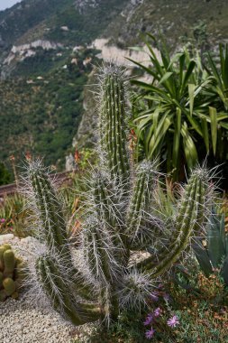  Eze, Fransa - 17 Haziran 2021 - Güneşli bahar öğleden sonrasında Egzotik, Subtropikal ve Akdeniz Bahçesi                               