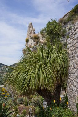 Eze, Fransa - 17 Haziran 2021 - Güneşli bahar öğleden sonrasında Egzotik, Subtropikal ve Akdeniz Bahçesi                                