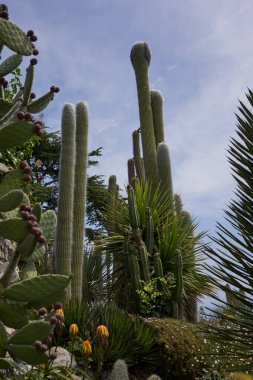 Eze, Fransa - 17 Haziran 2021 - Güneşli bahar öğleden sonrasında Egzotik, Subtropikal ve Akdeniz Bahçesi                                