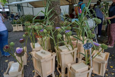 Utrecht, Hollanda - 30 Ağustos 2025 - Avrupa şehir meydanında insan ve bitkilerle birlikte açık hava çiçek pazarı                               