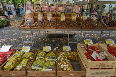 Utrecht, Hollanda - 30 Ağustos 2025 - Avrupa şehir meydanında insan ve bitkilerle birlikte açık hava çiçek pazarı                               