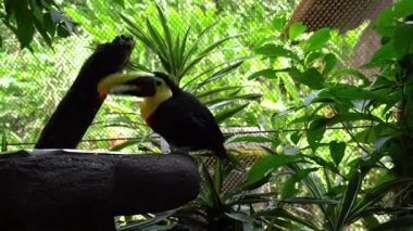 Vara Blanca, Kosta Rika - 14 Kasım 2024 - La Paz Şelale Bahçeleri Doğa Parkı - yemyeşil bir dalın üzerine tünemiş renkli bir tukan