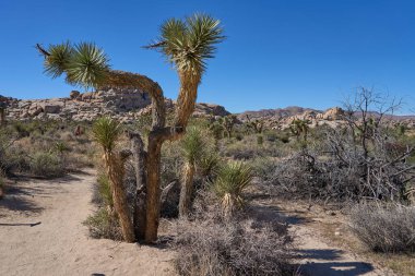 Joshua Tree Ulusal Parkı, CA, ABD - 19 Ekim 2025 - Barker Barajı Doğa Yolu - Joshua ağacı kurak çöl manzarasında açık mavi bir gökyüzüne karşı dimdik ayakta duruyor