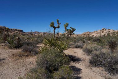 Joshua Tree Ulusal Parkı, CA, ABD - 19 Ekim 2025 - Barker Barajı Doğa Yolu - Joshua ağacı kurak çöl manzarasında açık mavi bir gökyüzüne karşı dimdik ayakta duruyor