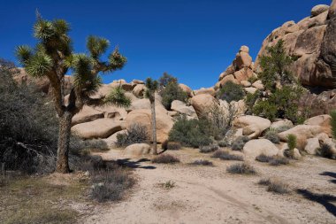 Joshua Tree Ulusal Parkı, CA, ABD - 19 Ekim 2025 - Barker Barajı Doğa Yolu - Joshua ağacı kurak çöl manzarasında açık mavi bir gökyüzüne karşı dimdik ayakta duruyor